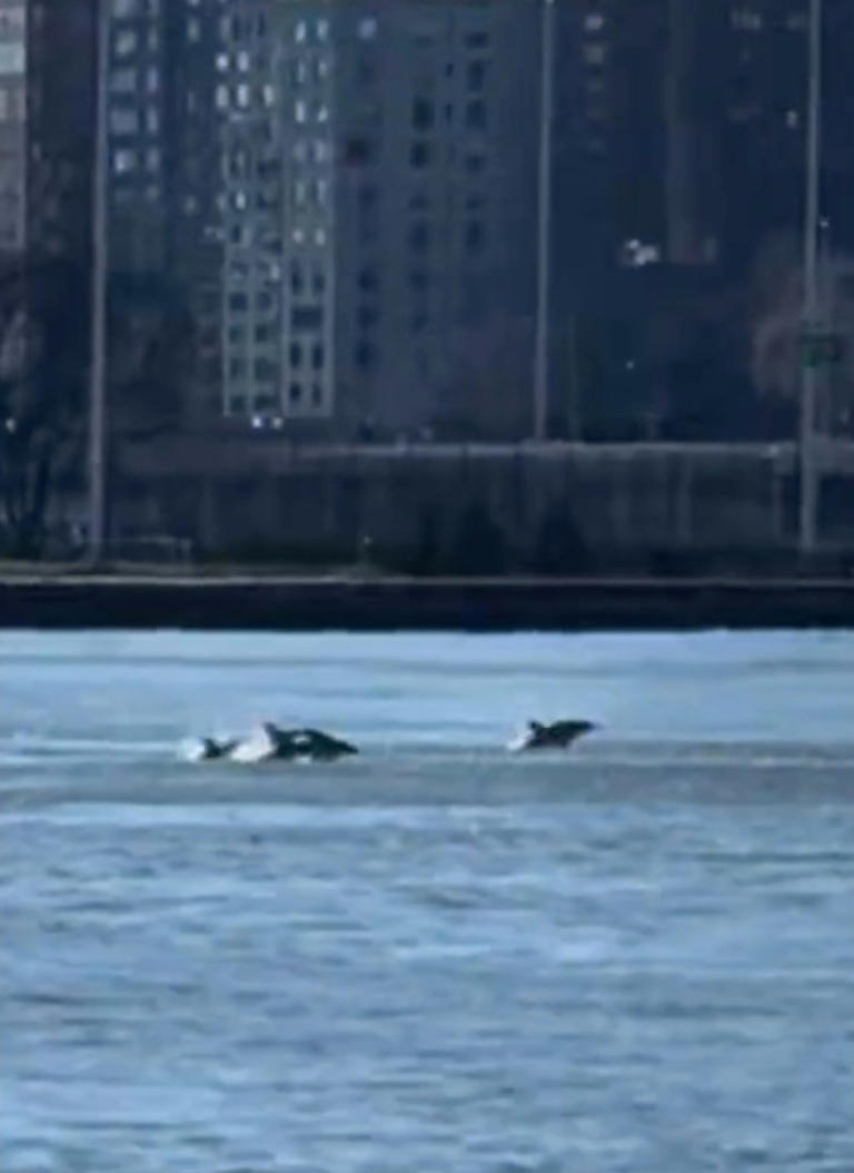 Pod of dolphins turn NYC’s East River into playground — leaving experts ...