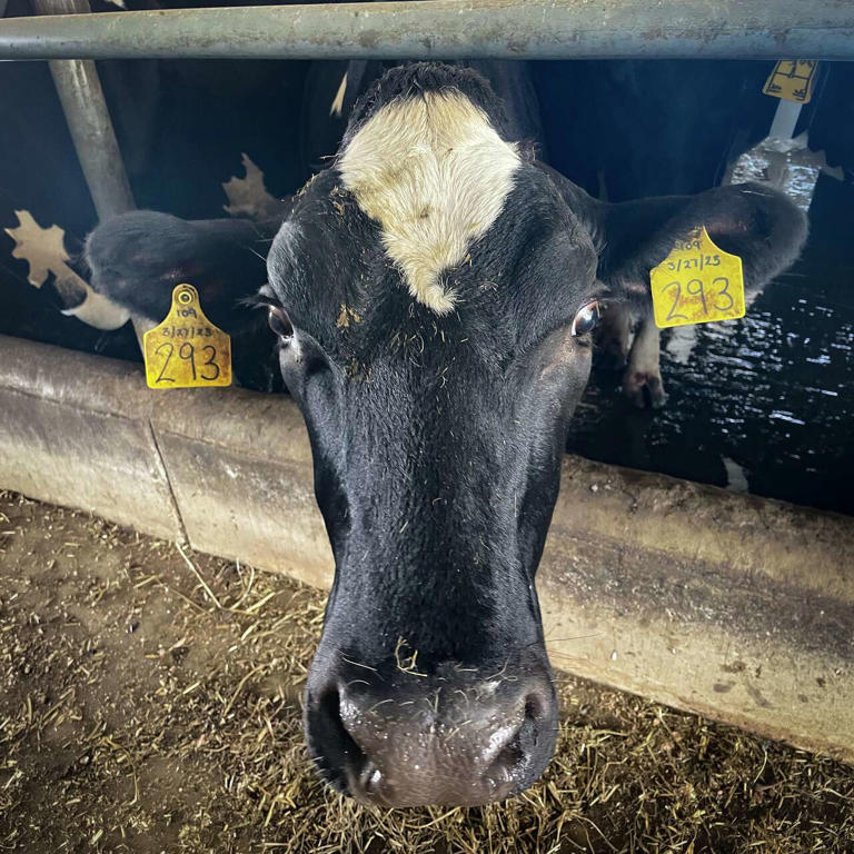 Ann Arbor's Annie G’s Dairy debuts first-of-its-kind US retail milk ...