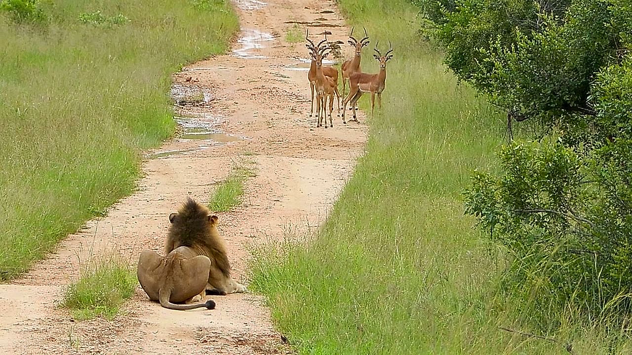 Impalas saltam sobre grupo de leões à espreita na África do Sul