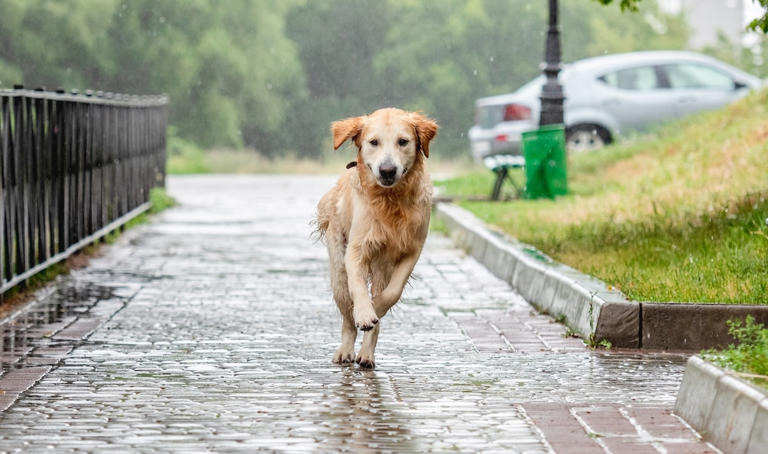 Curated visual reference: Picture Idea: Golden Retriever Meets A Worm For The First Time And