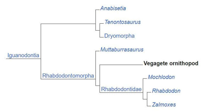 Meet Foskeia: A small herbivore dinosaur shaking up the evolutionary tree