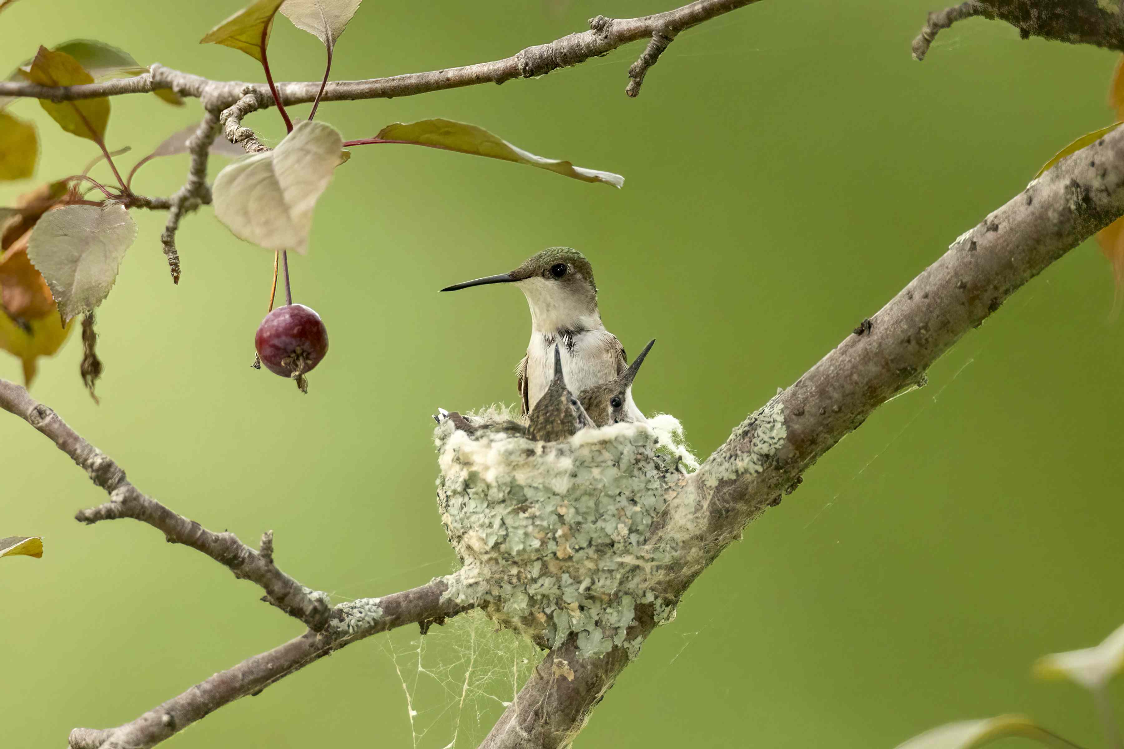 5 nesting materials that can harm backyard birds—and what to provide ...