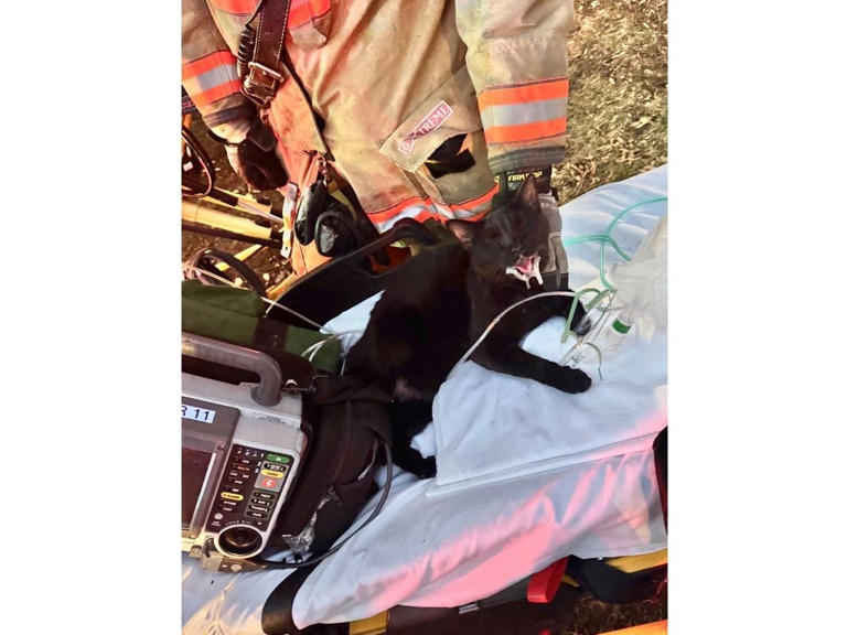 Family displaced, several cats rescued after apartment fire