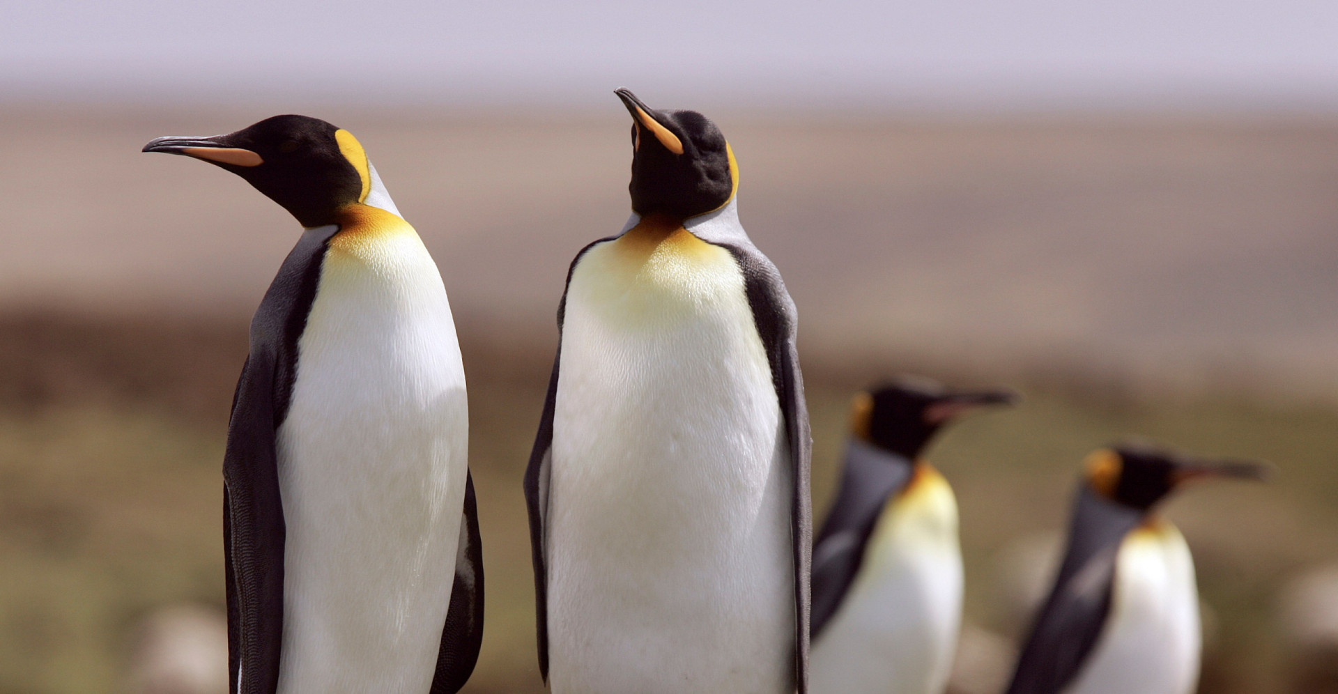 30 animals with surprisingly human traits