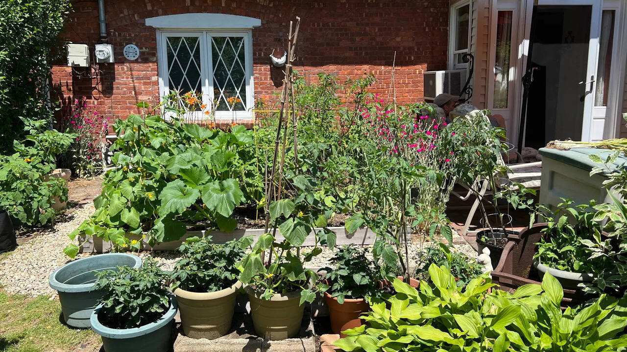 Front yard vegetable gardens: A growing trend for homeowners