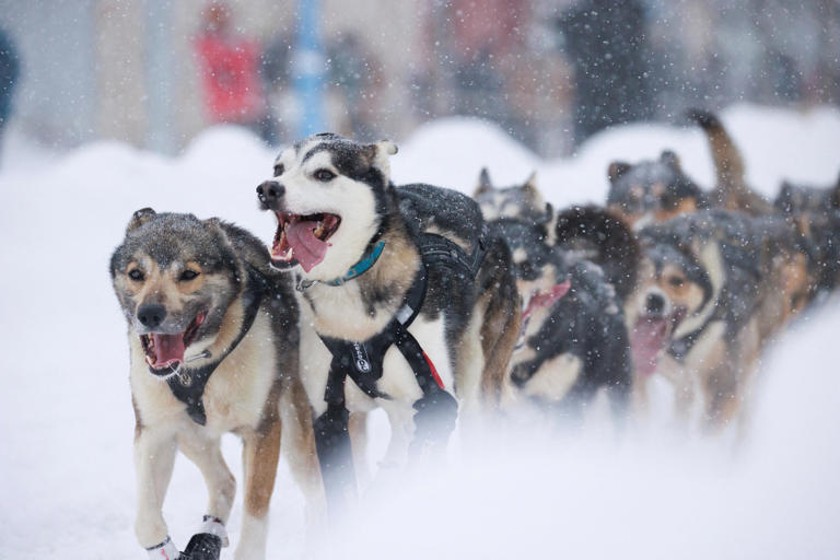 What is the Iditarod? Get to know the iconic dog sled race in Alaska