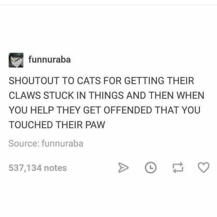 79 cats so ridiculous they became memes