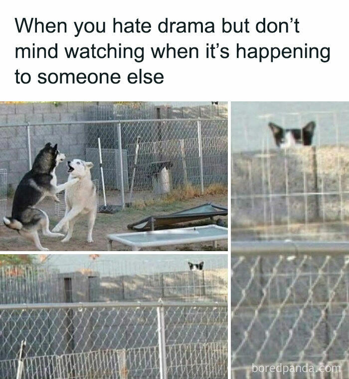 79 cats so ridiculous they became memes