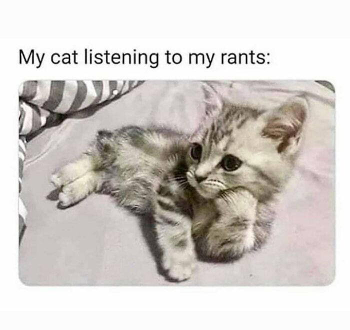79 cats so ridiculous they became memes