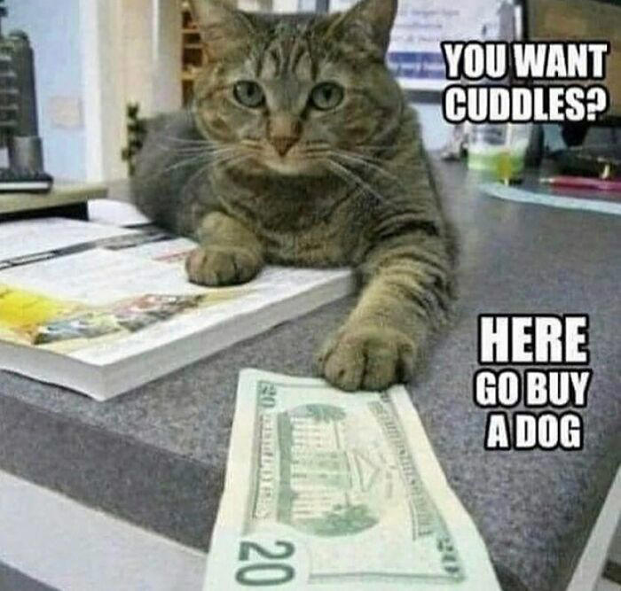 79 cats so ridiculous they became memes