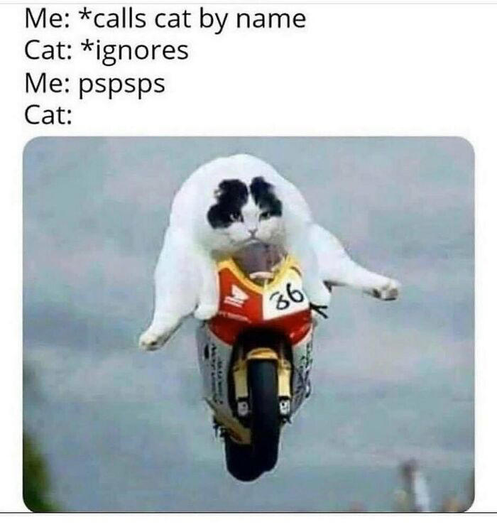 79 cats so ridiculous they became memes