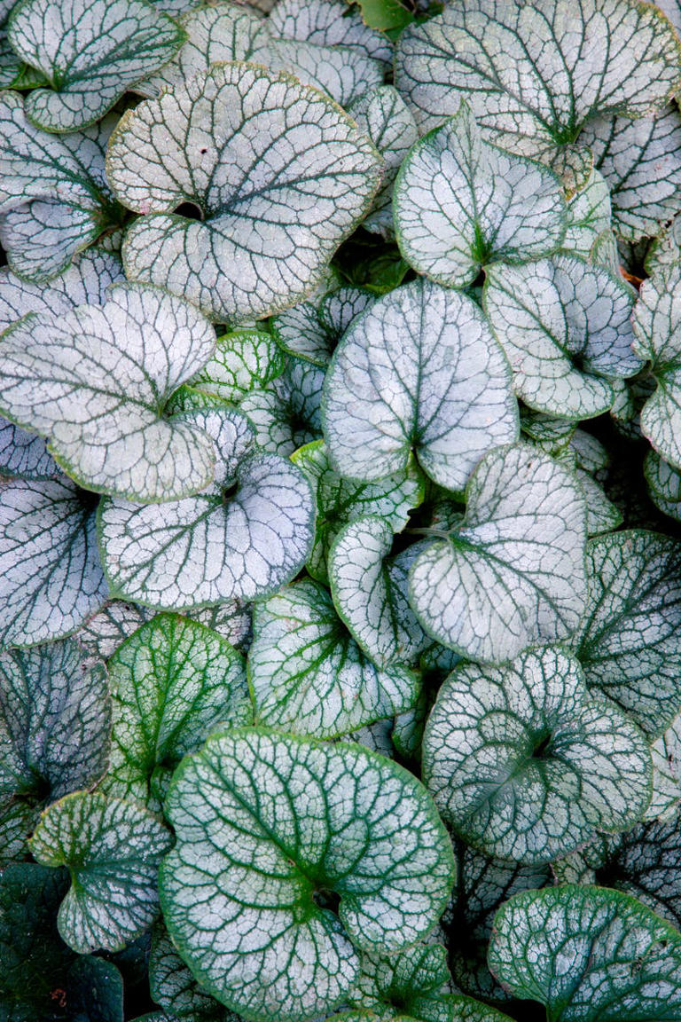 Got a shady garden? These 15 perennials thrive in it