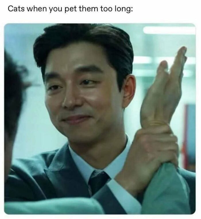 79 cats so ridiculous they became memes