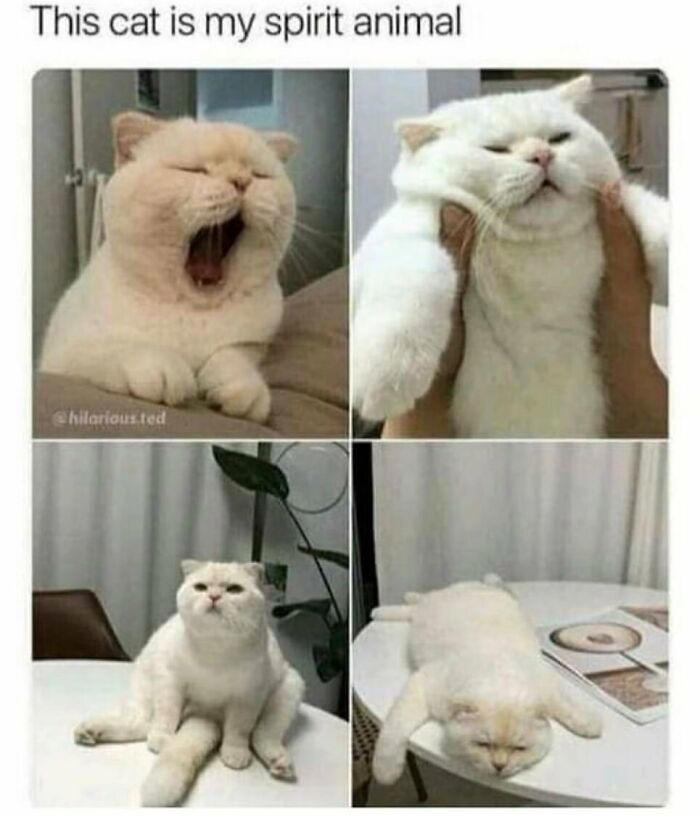 79 cats so ridiculous they became memes