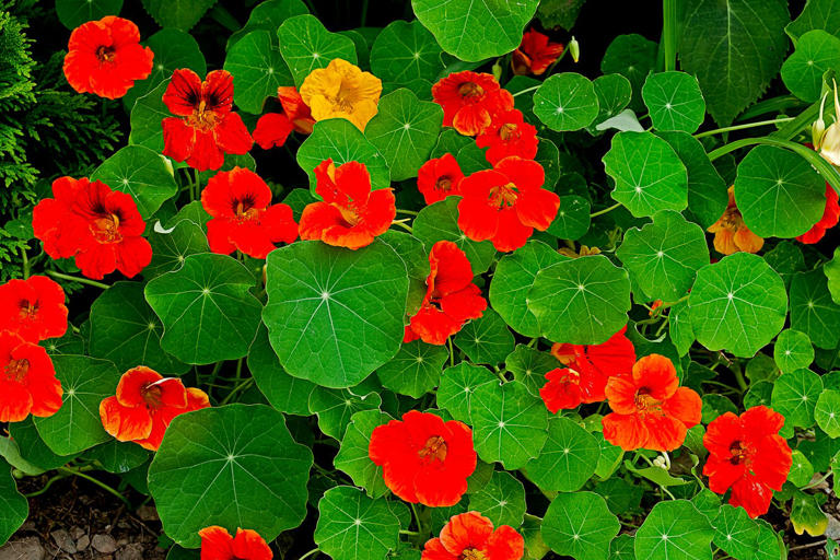 11 classic plants grandma planted every spring
