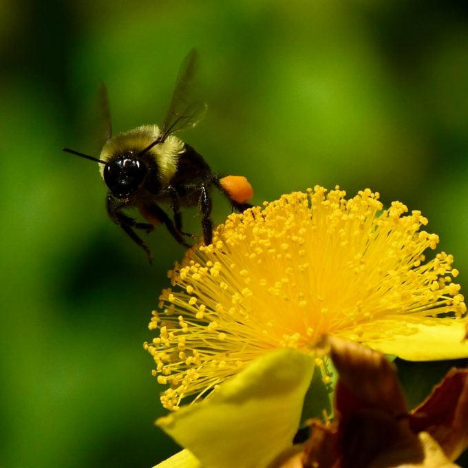 Grow shrubby St. John’s wort for pollinators