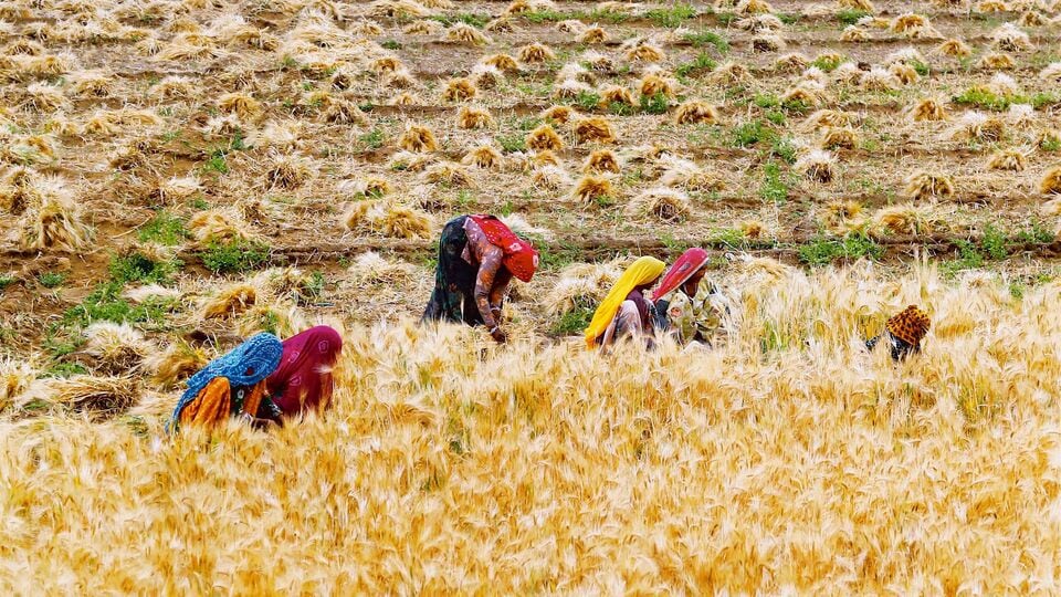 India’s farm output seen surging to record levels, buoyed by wheat