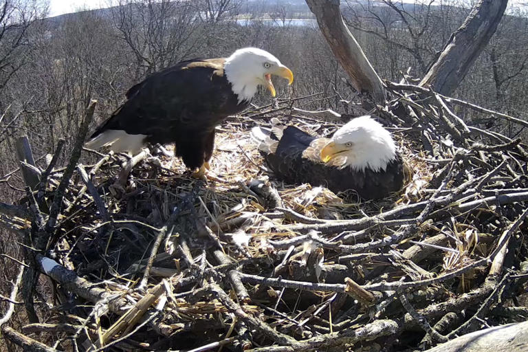 Hanover bald eaglets eaten by intruding male eagle, ending nest season