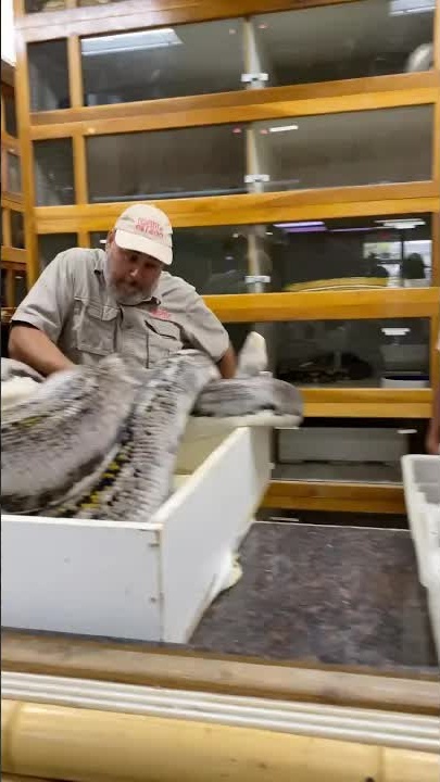 Cranky reticulated python protects her eggs!