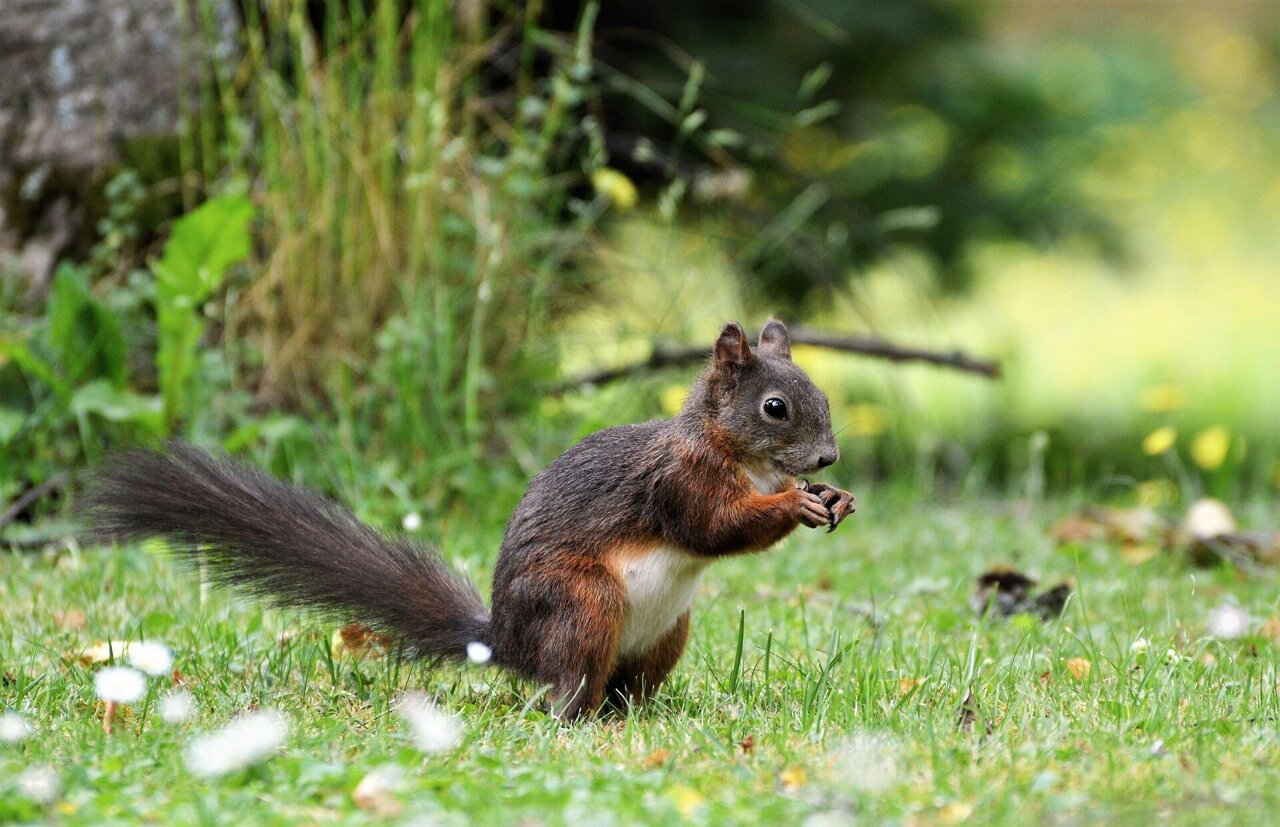 Gnaw-y by nature: Researchers discover neural circuit that rewards ...
