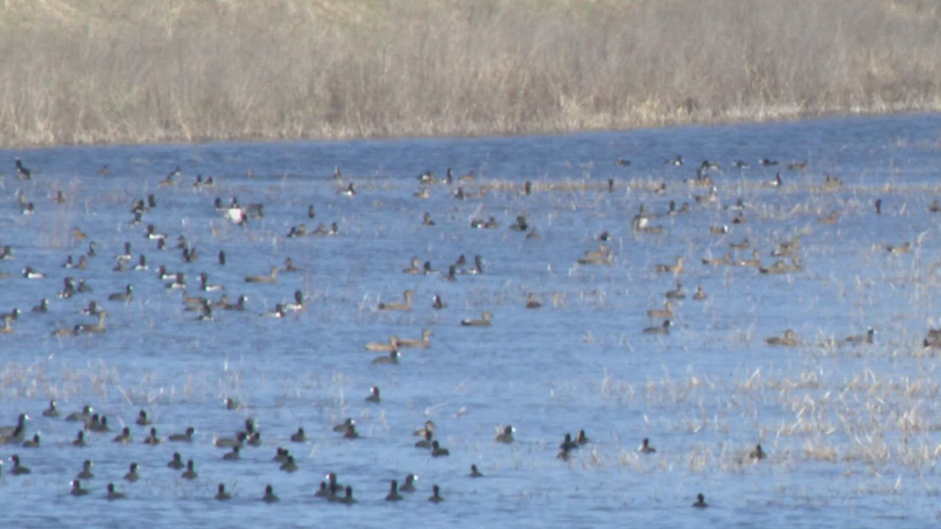 Ducks migrate to St. Charles County park