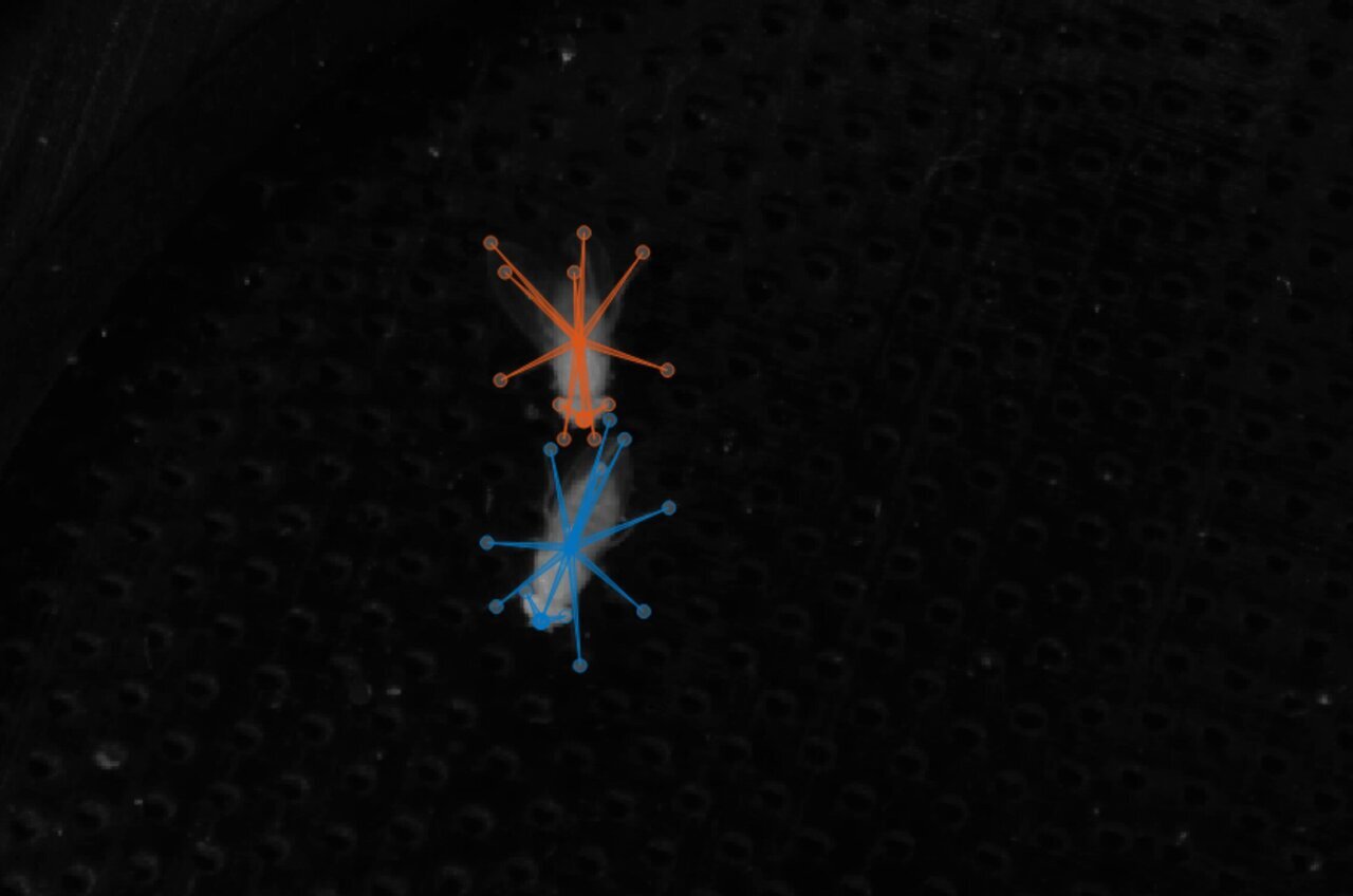 What fly courtship reveals about the brain: Real-time optogenetics ...