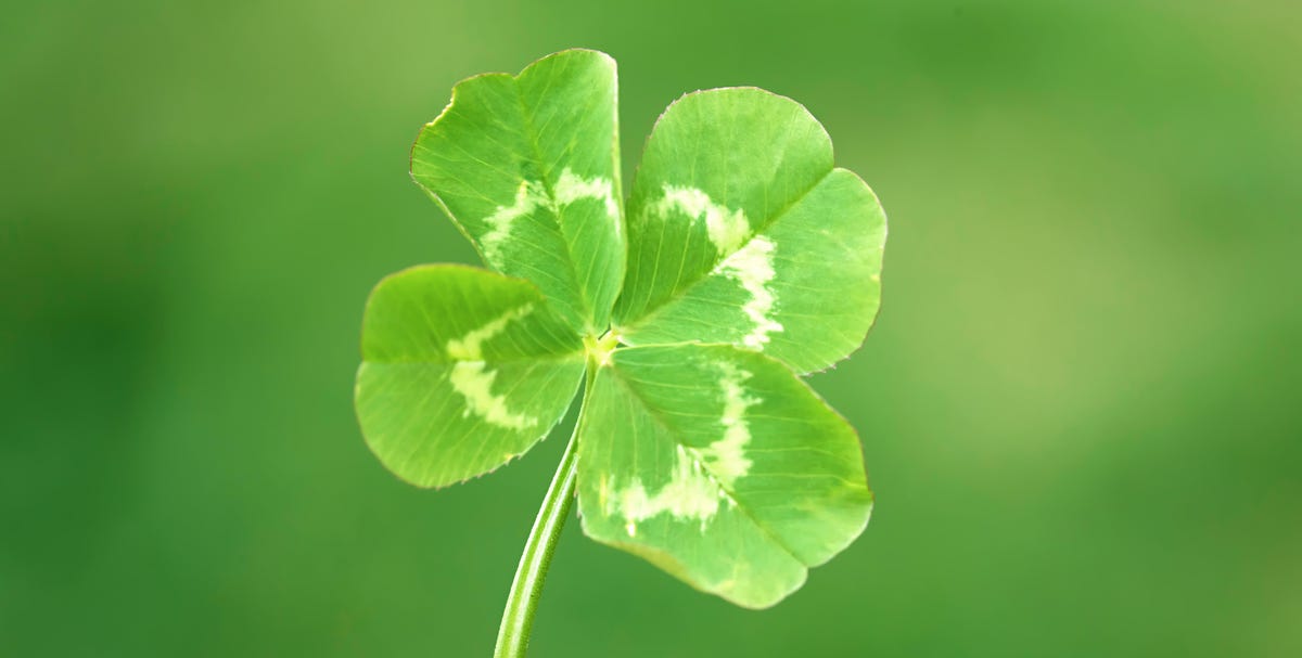 Do you know the difference between a shamrock and a four-leaf clover?