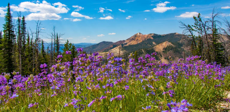 Idaho's most underrated national forest you need to visit
