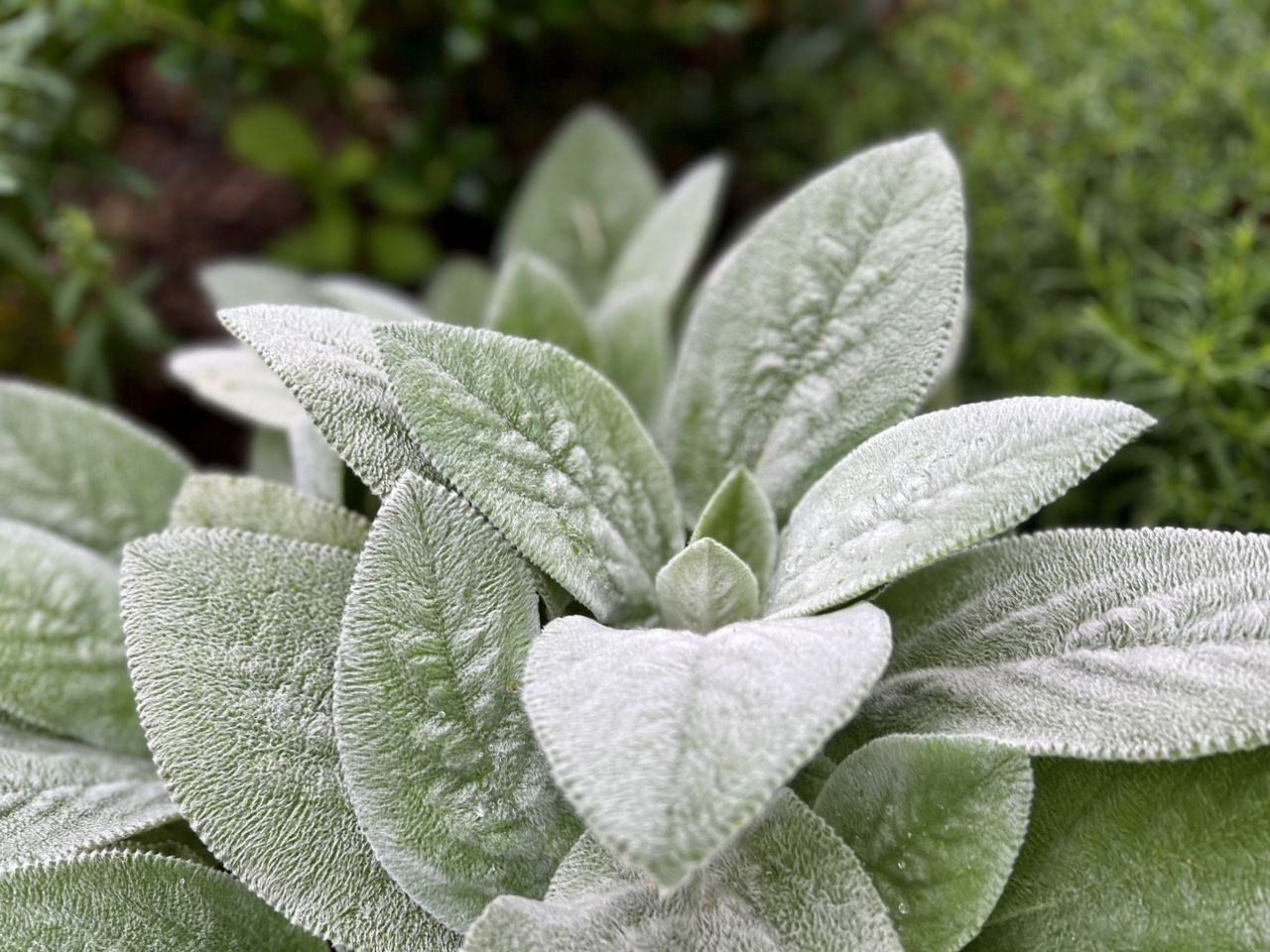 Lamb's Ear