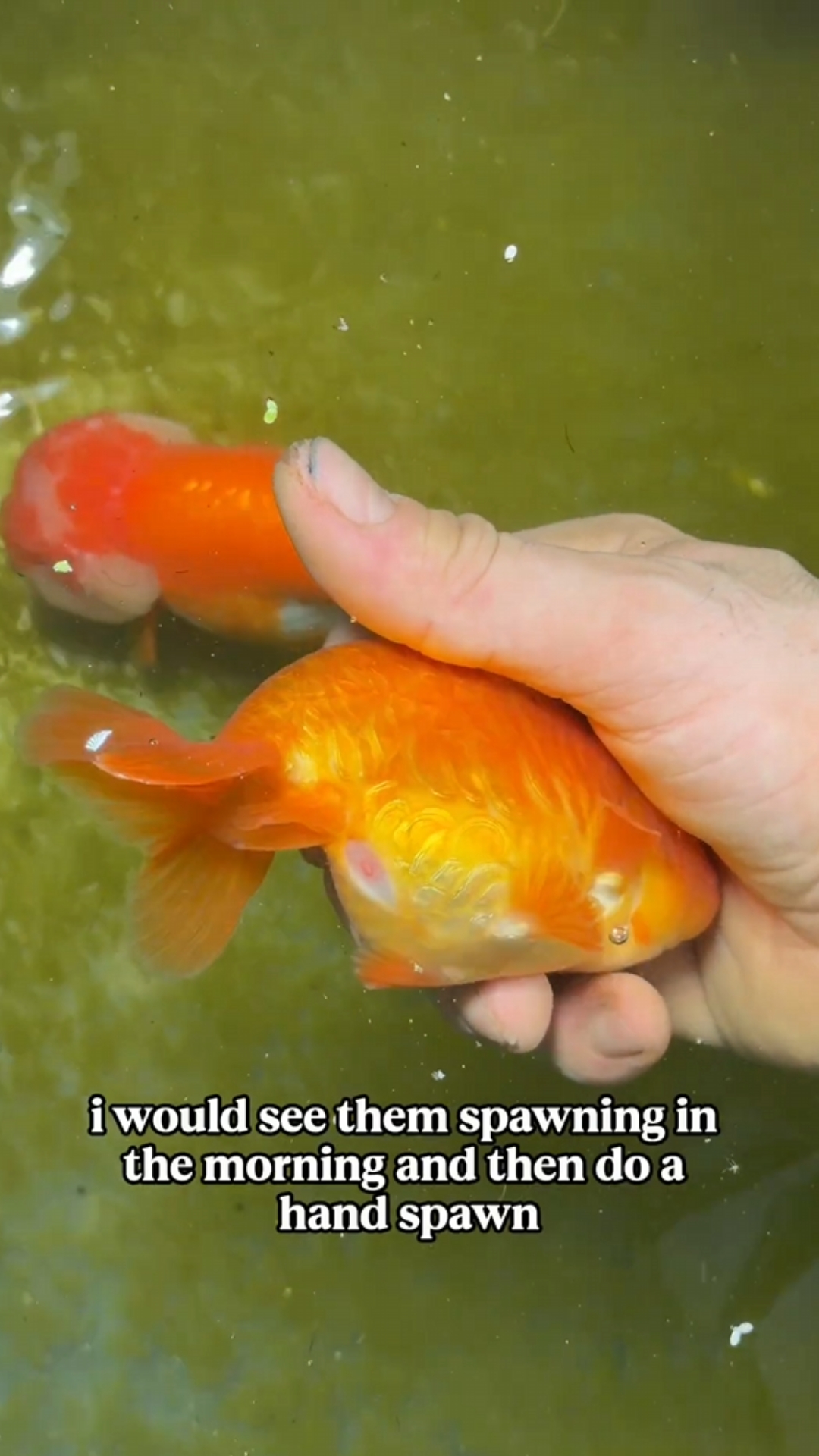 My goldfish laid eggs — what happens next?