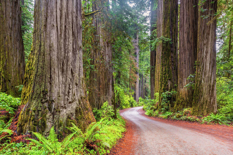 A dirt road in California's Redwood National and State Parks. (Allard Schager/Getty Images)
