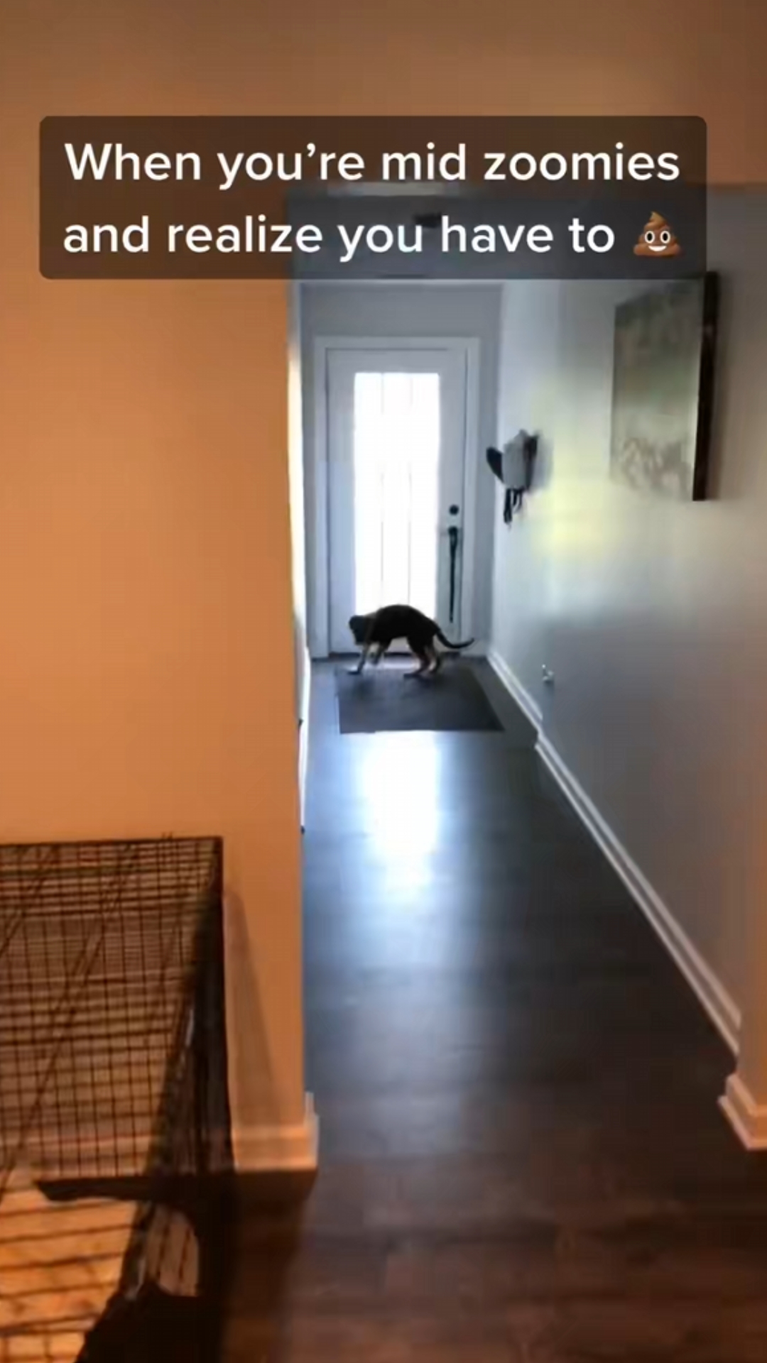 German shepherd puppy uses the potty bell