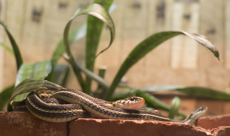 'Precious' pet snake enjoys her new 'cat tree,' and we're absolutely ...