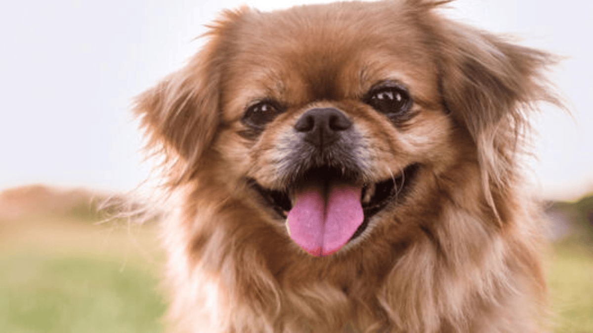 11 signs your dog loves you more than you realize, according to experts