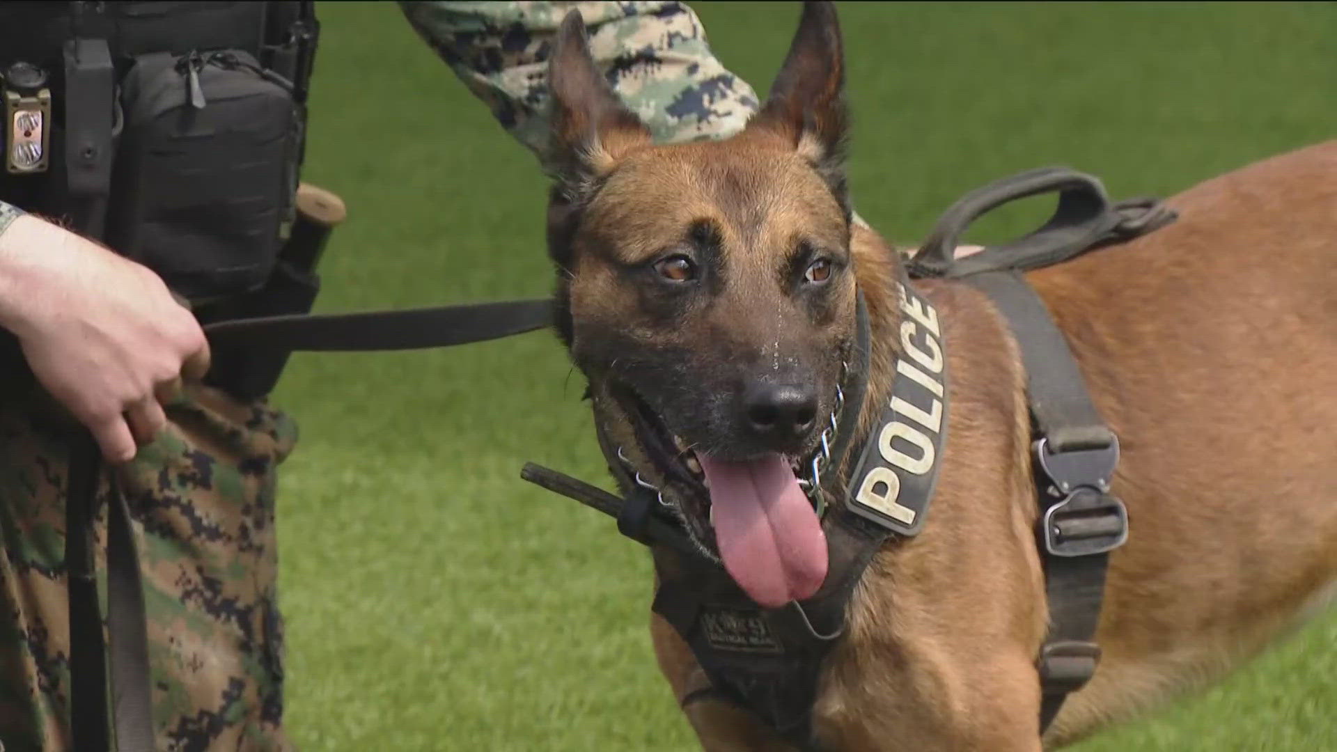 San Diego military officials dispute claims of working dog neglect
