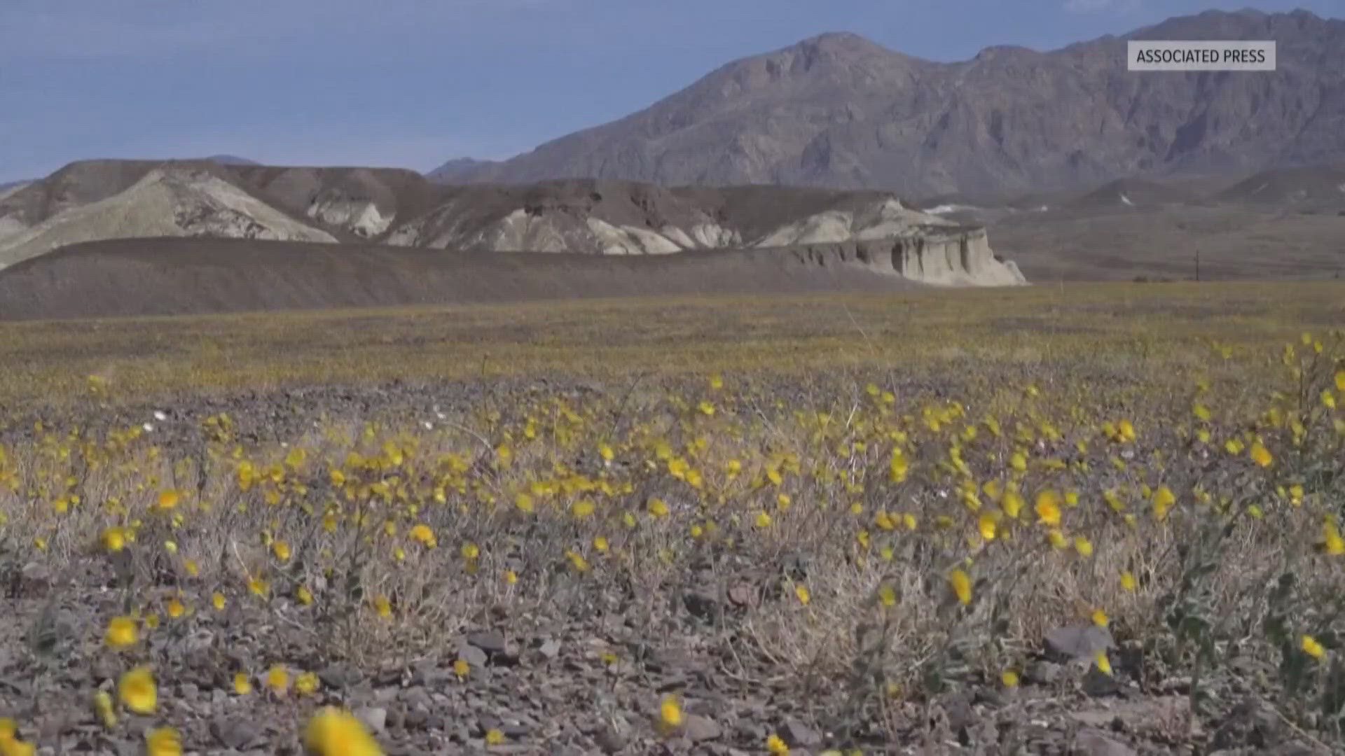 Rare superbloom transforms Death Valley National Park with fields of ...