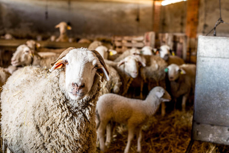 Farmers urge Americans to eat this 'overlooked' meat, because it lowers ...
