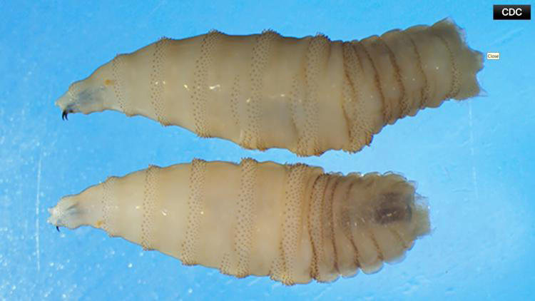 USDA, Army Corps of Engineers partner to build $750M sterile fly ...