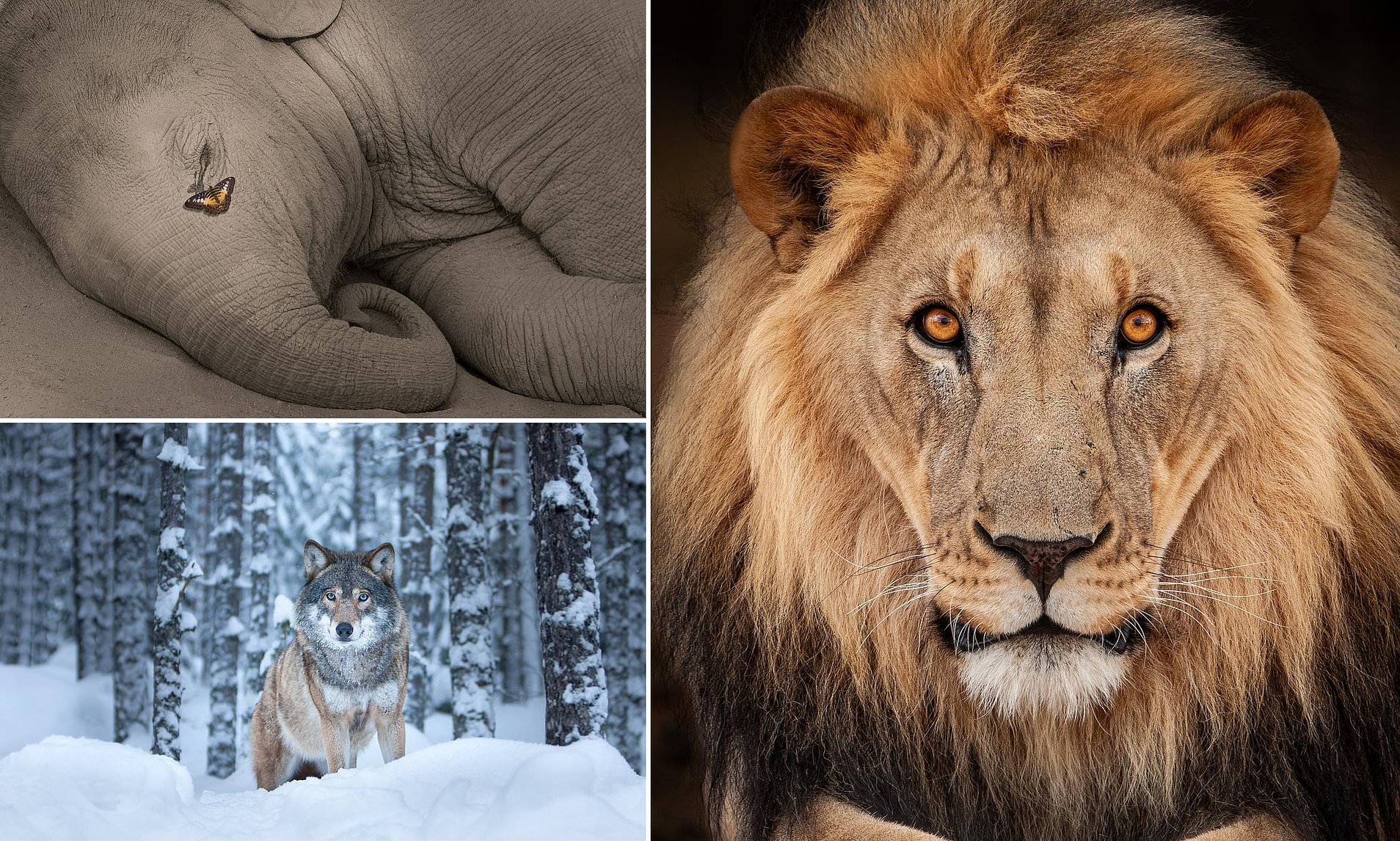 Stunning wildlife photos taken by Chris Packham over the last 15 years ...