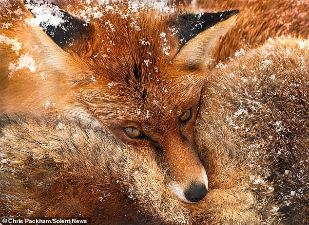 stunning-wildlife-photos-taken-by-chris-packham-over-the-last-15-years
