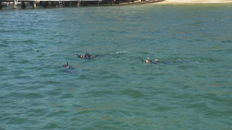 The beach has been shut as a precaution.