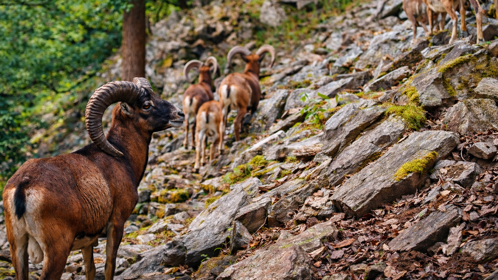 Hidden camera captures wild goats moving through the forest