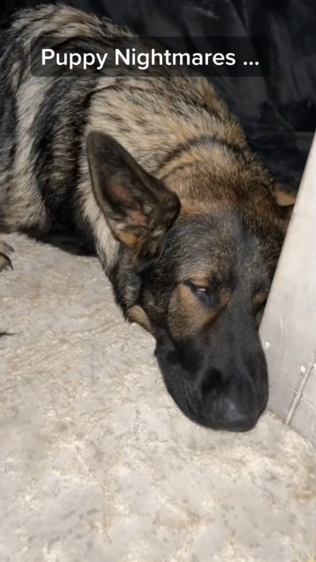 German shepherd puppy whimpering in his sleep
