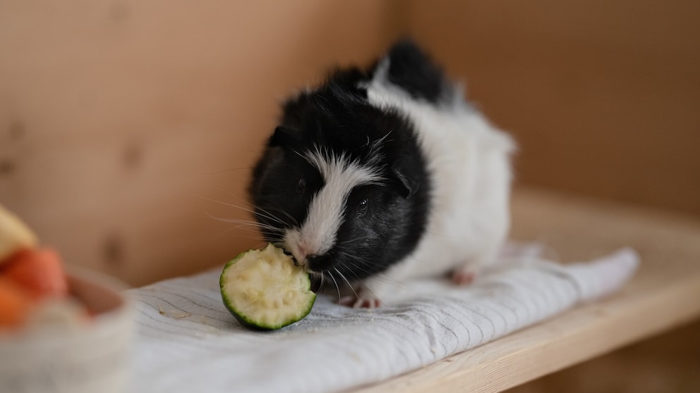 Photo inspiration: Zucchini As A Guinea Pig Treat Reference: Can Guinea Pigs Actually Eat Zucchini