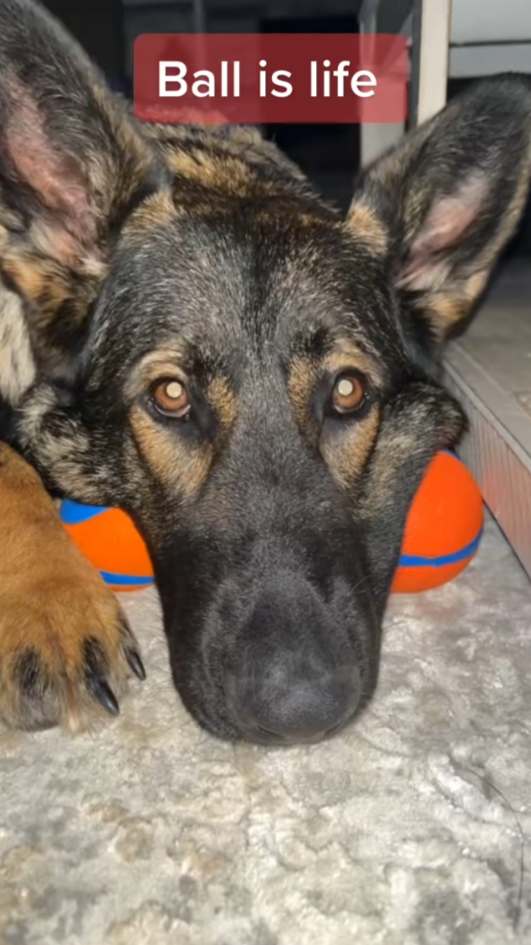 German shepherd puppy always ready to play ball