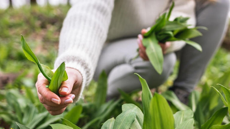 Collecting wild garlic could lead to fines