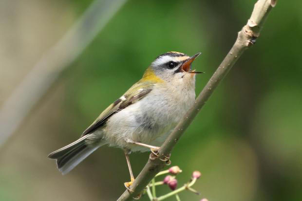 Rare glimpse of UK's smallest bird as it is spotted in Sussex countryside