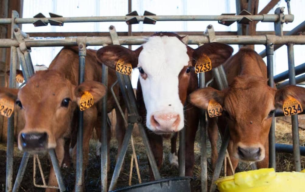 AA1Xa7sp Tiga Hewan Ternak Pintar yang Mengejutkan