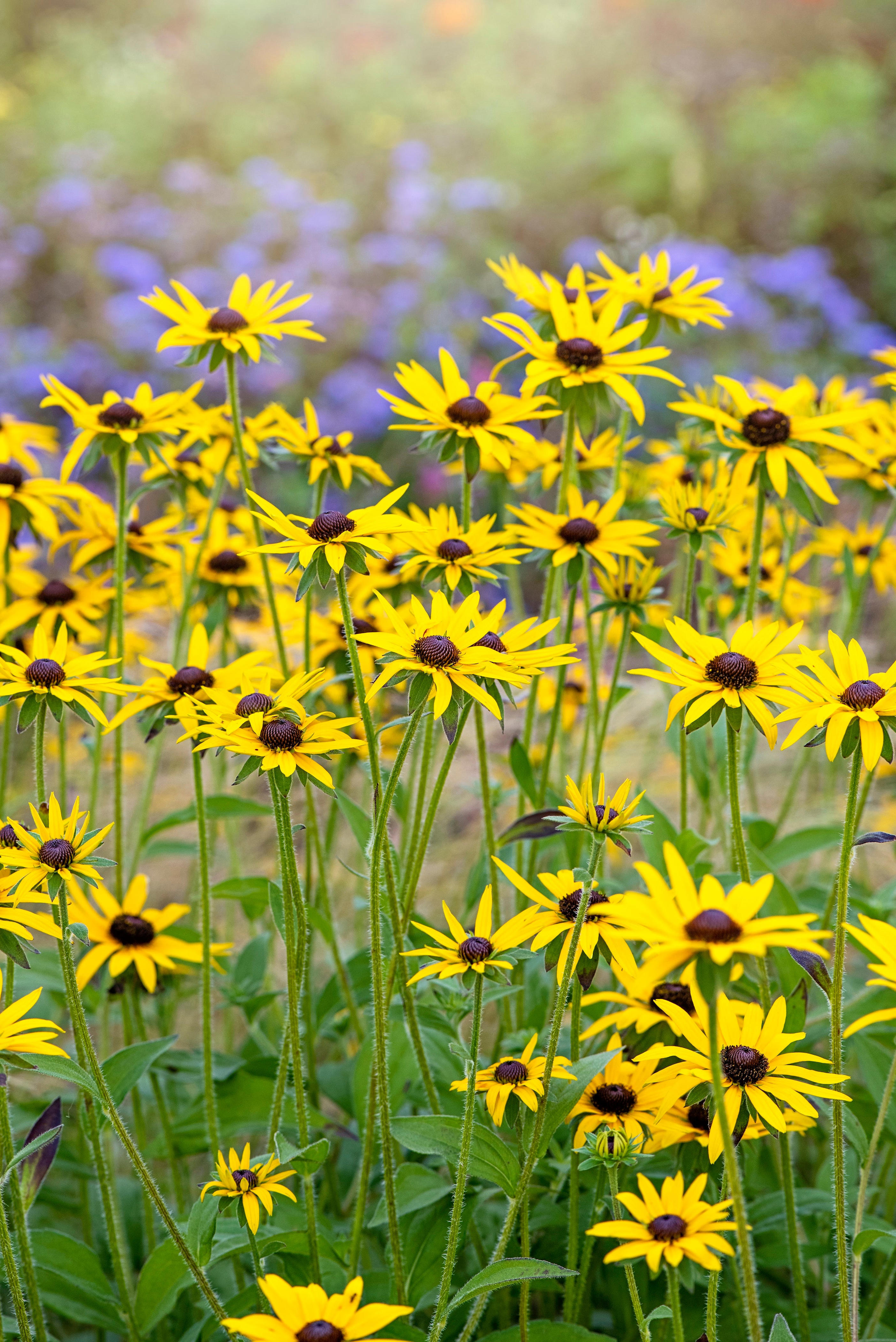 Plant these 6 perennials in March for stunning summer colour