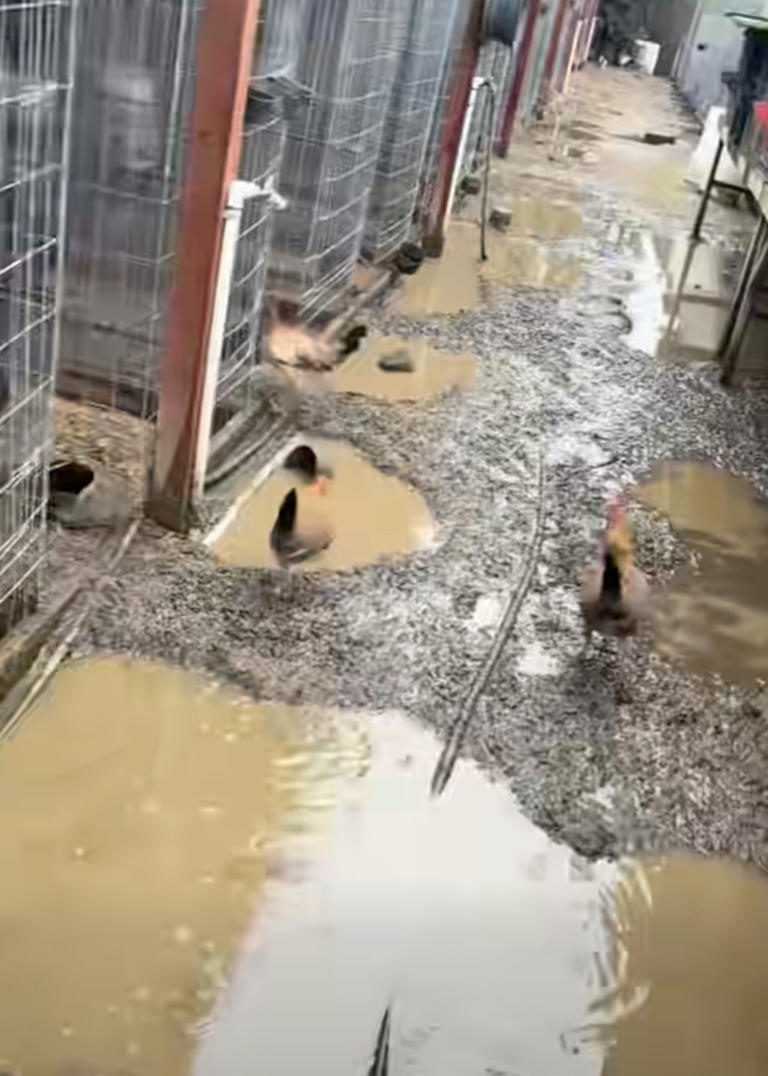 833 roosters seized in massive Bay Area cockfighting bust